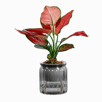 Elegant Self Watering Planter