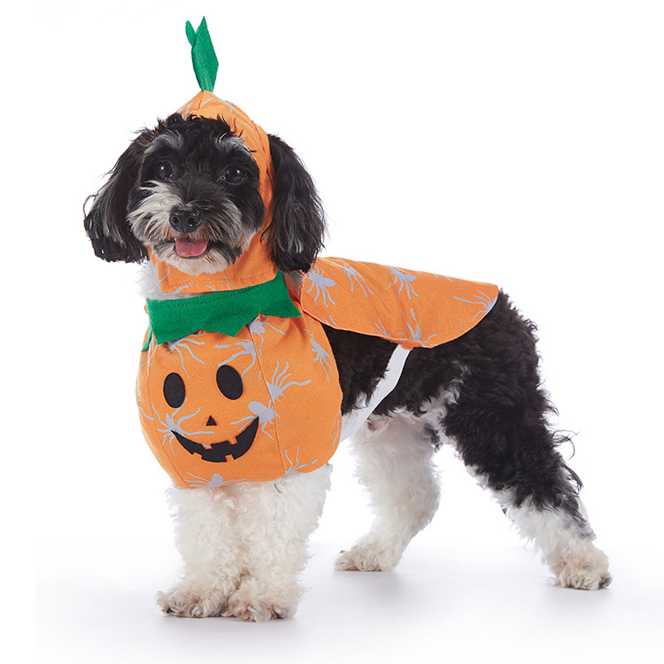 Pupkin Patch Halloween Outfits